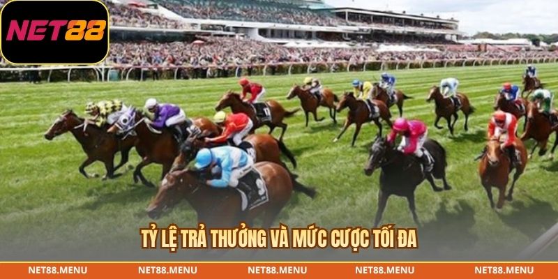 Cách đọc racecard khi phân tích cá cược đua ngựa